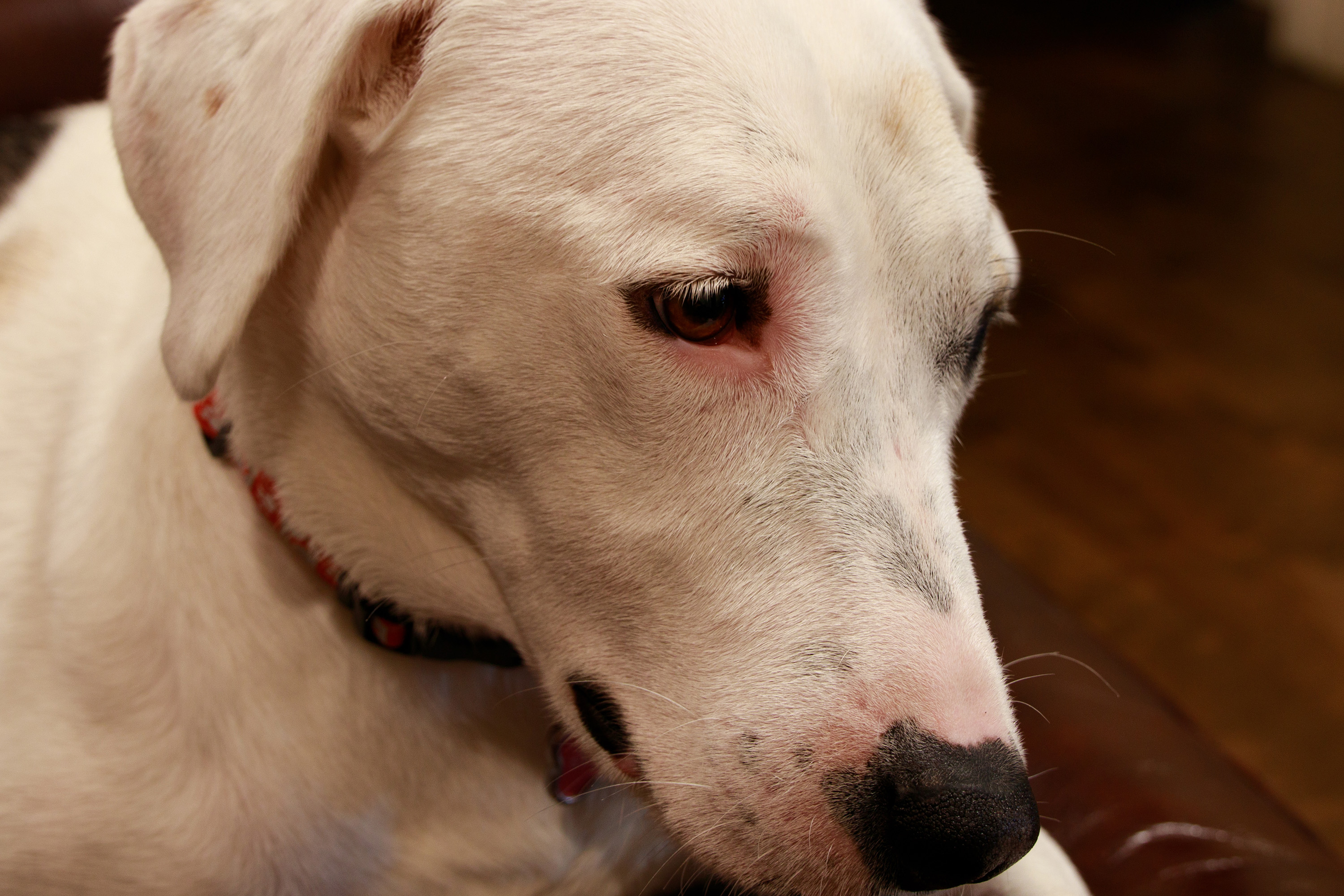 1/5 of a second, 52mm, f/6.3.